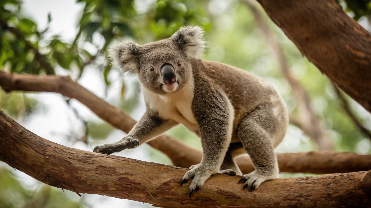 The Drop Bear Remains the Ruler: Australia’s Legendary Creature